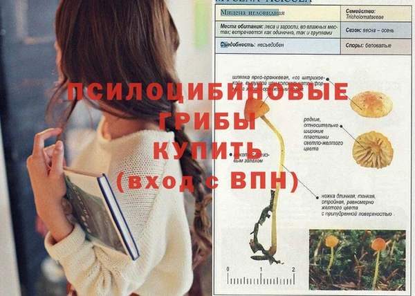 стаф Богданович